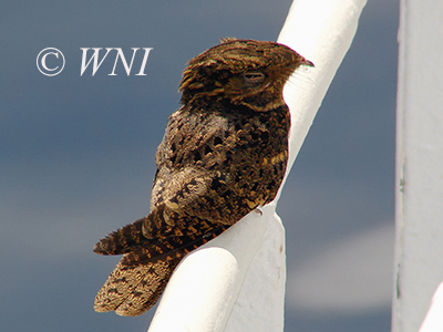 Chuck-will's-widow (Caprimulgus carolinensis)
